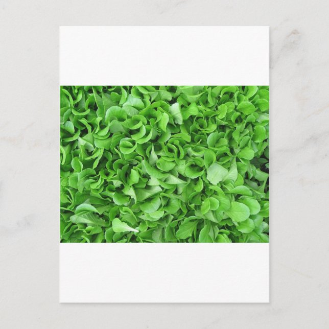 lettuce lovers postcard (Front)
