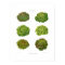 Lettuces