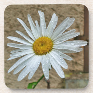 Leucanthemum Bloom Coaster