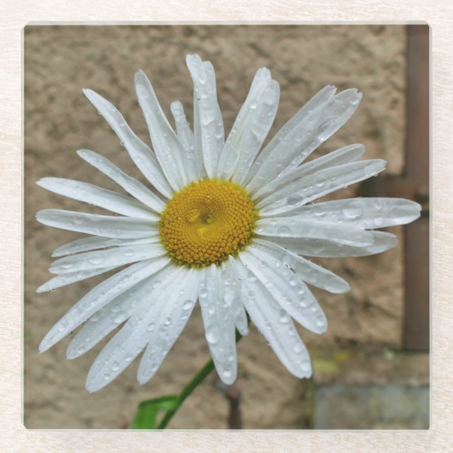 Leucanthemum Bloom Glass Coaster (Front)