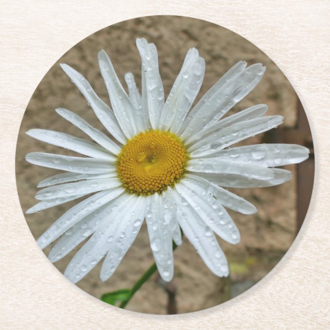 Leucanthemum Bloom Round Paper Coaster (Front)