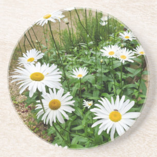Leucanthemum Blooms Coaster