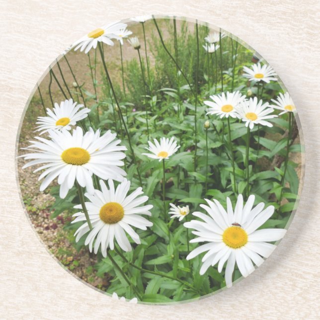 Leucanthemum Blooms Coaster (Front)