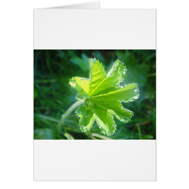 Leuchtendes Blatt mit Wassertropfen (Devant)