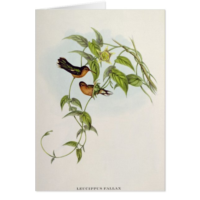 Leucippus Fallax (Front)