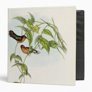 Leucippus Fallax Binder