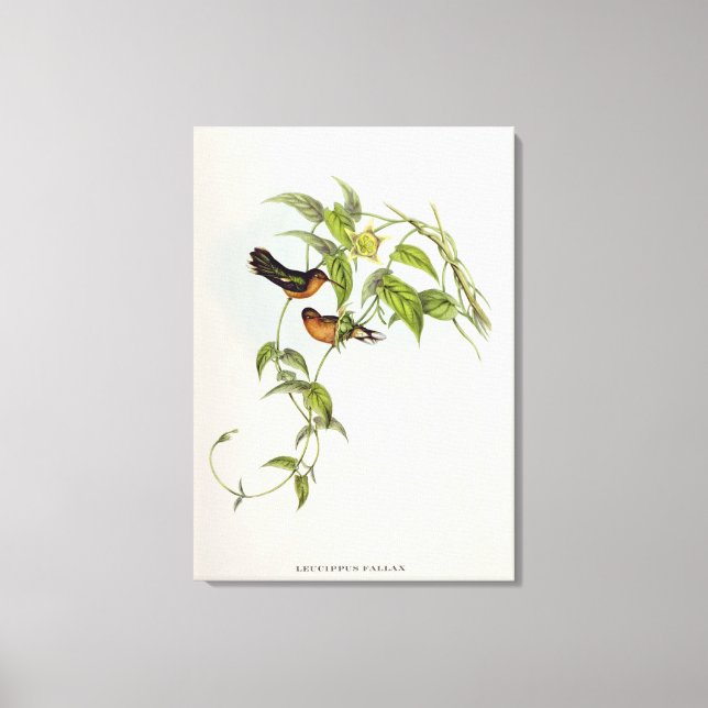 Leucippus Fallax Canvas Print (Front)