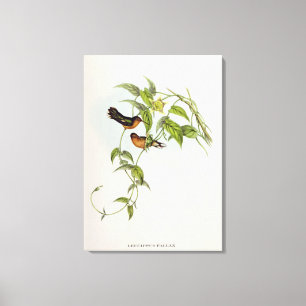 Leucippus Fallax Canvas Print
