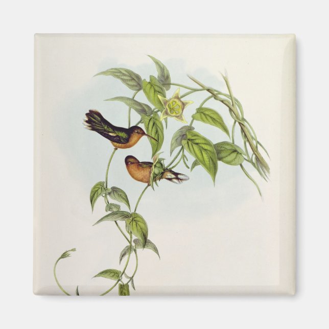 Leucippus Fallax Magnet (Front)