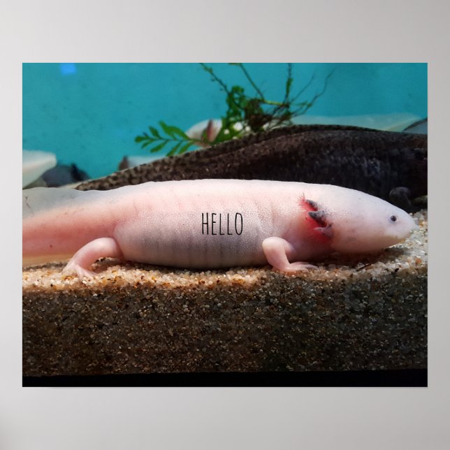 Leucistic Axolotl Poster (Front)