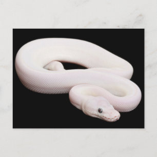 Leucistic Ball Python Postcard