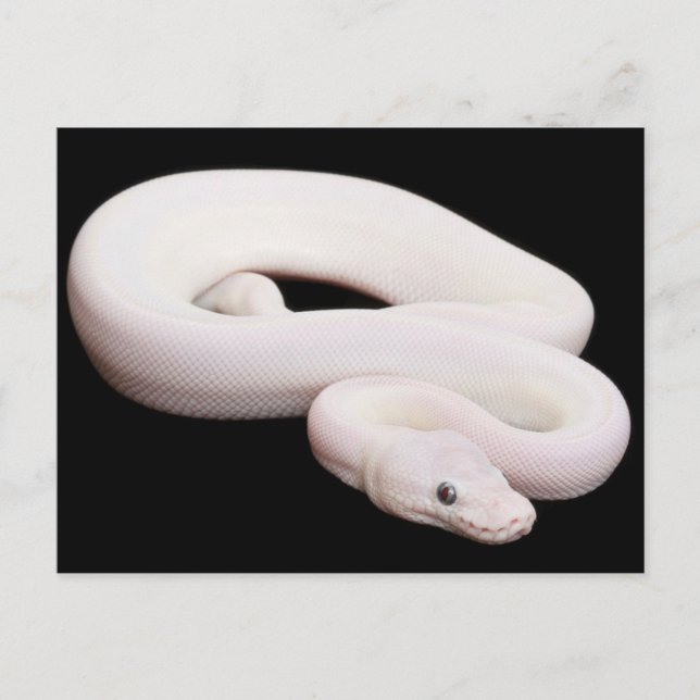 Leucistic Ball Python Postcard (Front)