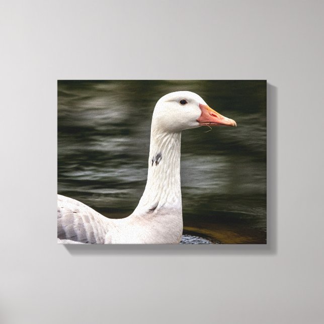 Leucistic Canadian Goose Canvas Print (Front)