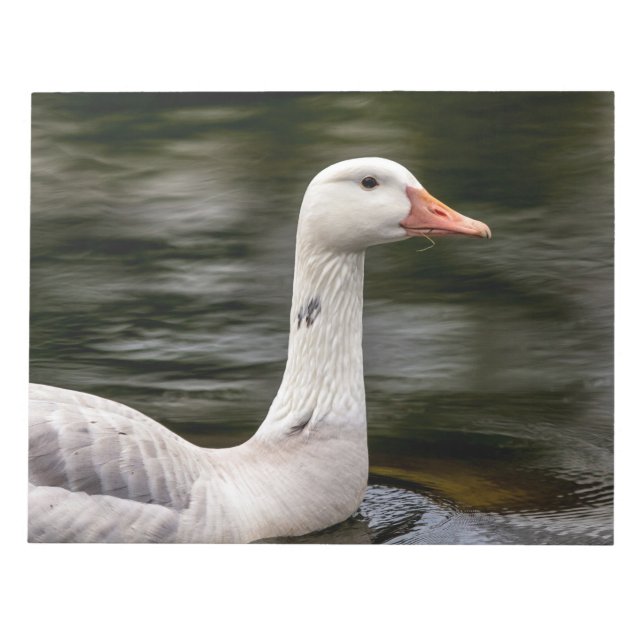 Leucistic Canadian Goose Notepad (Front)