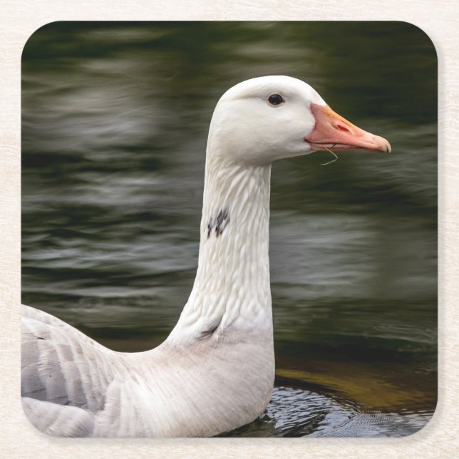 Leucistic Canadian Goose Square Paper Coaster (Front)