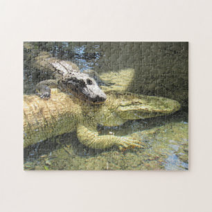 Leucistic Gator and Friend Puzzle