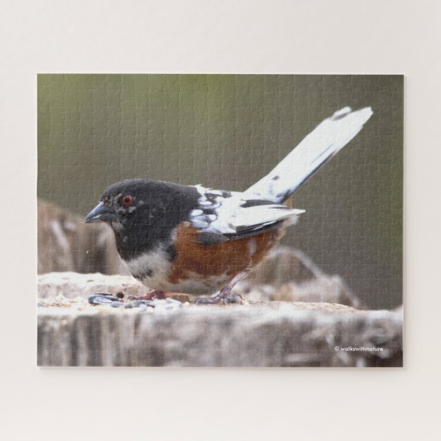 Leucistic Spotted Towhee Sparrow Songbird on Stump Jigsaw Puzzle (Horizontal)
