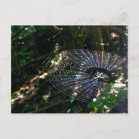 Leugauge Orb Web Postcard