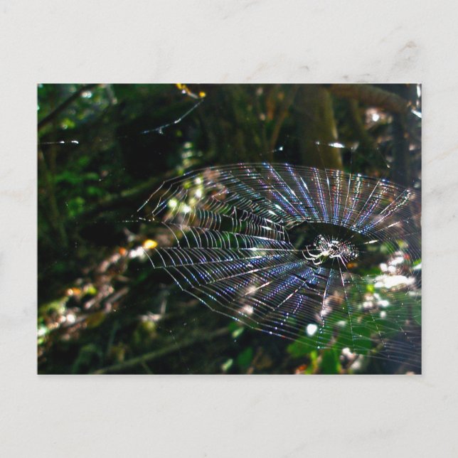 Leugauge Orb Web Postcard (Front)
