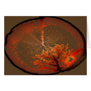 Lever de soleil de chêne @