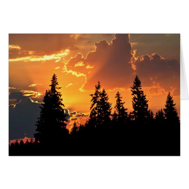 Lever De Soleil Sur Les Arbres De Douglas (Devant horizontal)