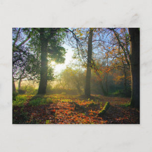 Lever du soleil dans la forêt d'automne Carte post