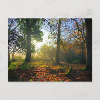 Lever du soleil dans la forêt d'automne Carte post