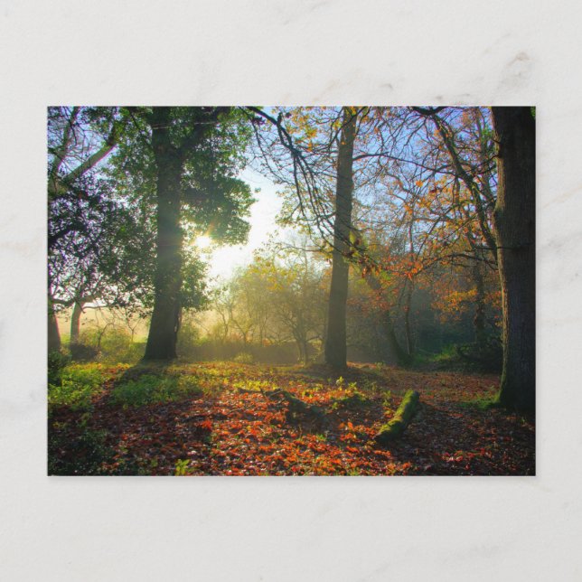 Lever du soleil dans la forêt d'automne Carte post (Devant)