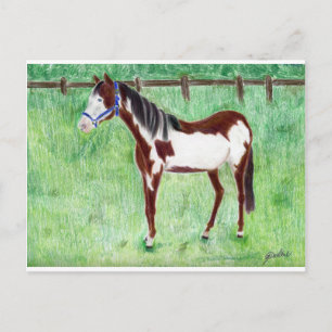 Levi Paint Horse Postcard