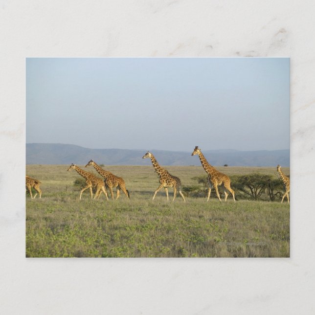 Lewa Wildlife Conservancy, Kenya Postcard (Front)