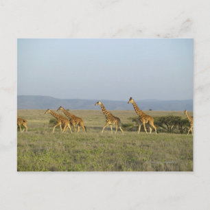 Lewa Wildlife Conservancy, Kenya Postcard