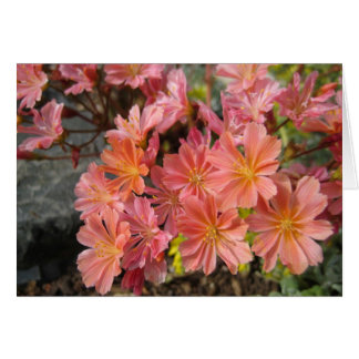 Lewisia Card