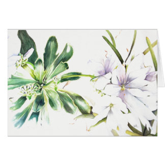 Lewisia cotyledon 'alba' (5" x 7"),  + envelopes