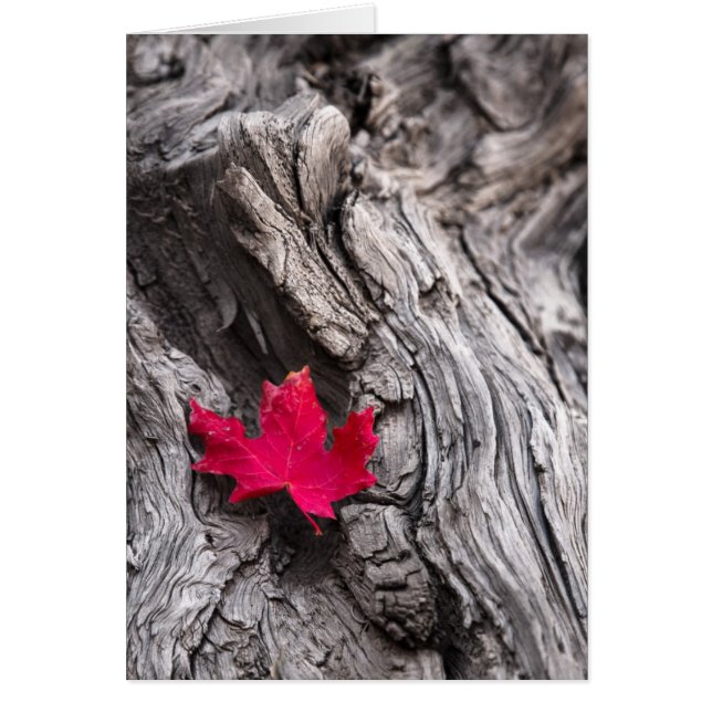 L'extrémité du voyage (Devant)