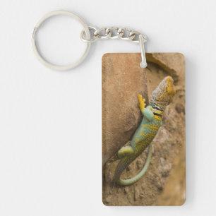 Lézard à collerette