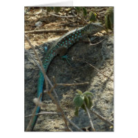 Lézard fouet Arubais Photographie d'animaux tropic