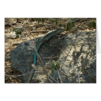 Lézard fouet Arubais Photographie d'animaux tropic
