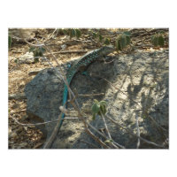 Lézard fouet de l'île d'Aruba Photographie d'anima