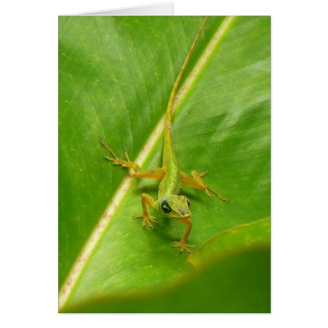 Lézard vert sur feuille verte (Devant)