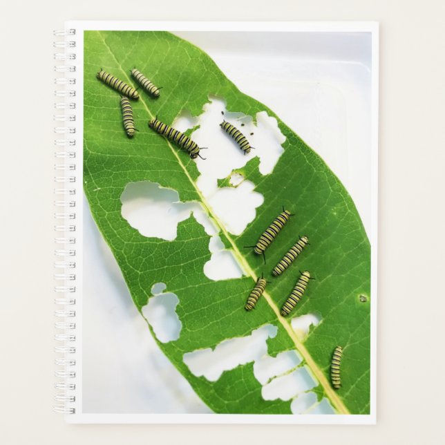 Lg Planner Tiny Monarch Caterpillars (Front)