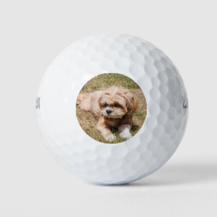 Lhasa Apso dog Golf Balls