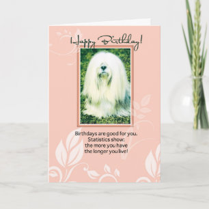 Lhasa Apso Dog Humourous Birthday Card