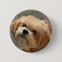 Lhasa Apso dog in a garden
