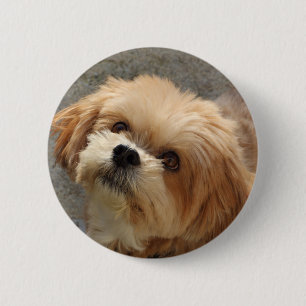 Lhasa Apso dog in a garden 2 Inch Round Button