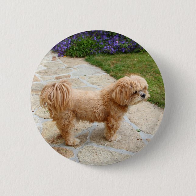 Lhasa Apso dog in a garden 2 Inch Round Button (Front)