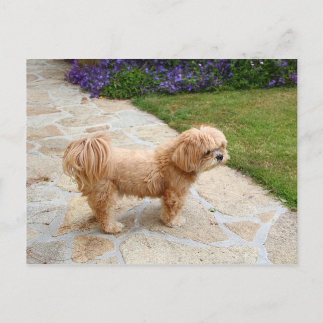 Lhasa Apso dog in a garden Postcard (Front)