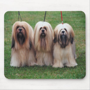 Lhasa apso Mouse Pad