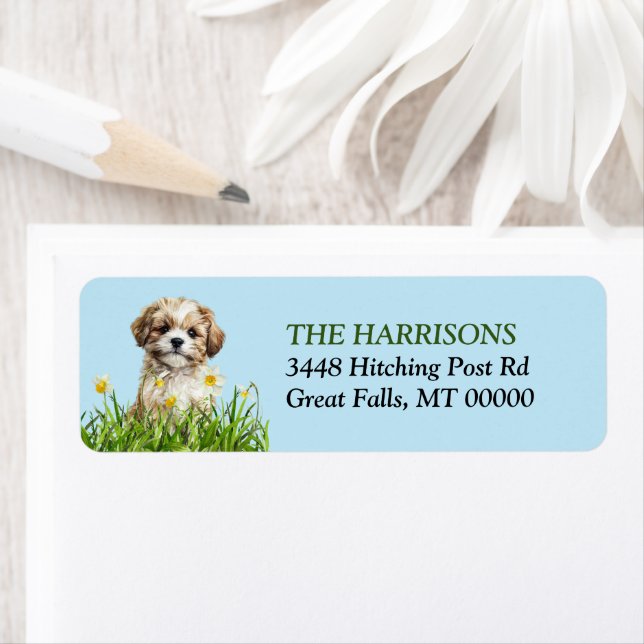 Lhasa Apso Puppy Daffodil Garden (Insitu)