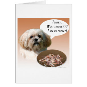 Lhasa Apso Turkey