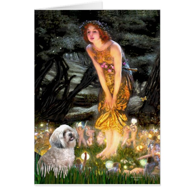 Lhassa Apso 10 - MidEve (Devant)